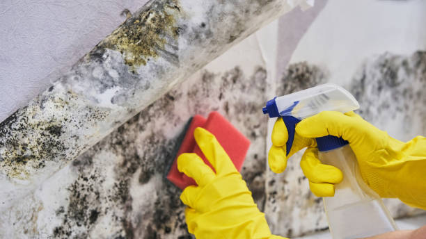 Best Commercial Mold Remediation in Wrightstown, WI